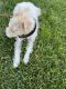 Fox Terrier (Smooth) Puppies