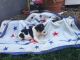 Fox Terrier (Smooth) Puppies for sale in Canton, OH, USA. price: $199