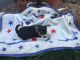 Fox Terrier (Smooth) Puppies for sale in Canton, OH, USA. price: $275