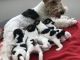 Fox Terrier (Smooth) Puppies for sale in NJ-17, Paramus, NJ 07652, USA. price: $800