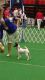 Fox Terrier (Smooth) Puppies for sale in Austin, TX, USA. price: $300