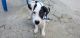 Fox Terrier (Smooth) Puppies for sale in Newark, NJ, USA. price: $1,400