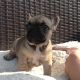 Francais Blanc et Noir Puppies for sale in Chicago, IL, USA. price: NA