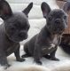 Francais Blanc et Orange Puppies for sale in New York, NY, USA. price: $300