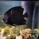 French Angelfish Fishes
