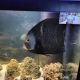 French Angelfish Fishes