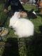 French Angora rabbit Rabbits