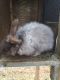 French Angora rabbit Rabbits for sale in Hogansville, GA 30230, USA. price: NA
