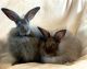 French Angora rabbit Rabbits for sale in Williamsburg, OH, USA. price: NA
