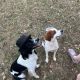 French Brittany Puppies for sale in Main St, Chesterfield, SC 29709, USA. price: $800