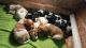 French Brittany Puppies for sale in Hancock, MI 49930, USA. price: NA