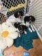 French Brittany Puppies for sale in Cadiz, Kentucky. price: $700