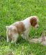 French Brittany Puppies for sale in East Los Angeles, CA, USA. price: $250