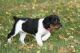 French Brittany Puppies for sale in Atlanta, GA, USA. price: NA