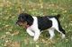 French Brittany Puppies for sale in Los Angeles, CA, USA. price: $500