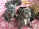 French Brittany Puppies for sale in California Ave, Santa Monica, CA 90403, USA. price: $600