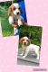 French Brittany Puppies for sale in Blountville, TN 37617, USA. price: $800