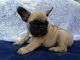 French Bulldog Puppies for sale in Portland, OR 97225, USA. price: $741