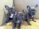 French Bulldog Puppies for sale in Michigan Ave, West Bloomfield Township, MI 48324, USA. price: $850