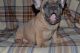 French Bulldog Puppies for sale in Camarillo, CA, USA. price: NA