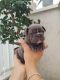 French Bulldog Puppies for sale in La Puente, CA, USA. price: $850
