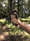 French Bulldog Puppies for sale in Semmes, AL, USA. price: NA