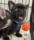 French Bulldog Puppies for sale in Los Angeles, CA 90014, USA. price: $1,200