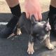 French Bulldog Puppies for sale in Los Angeles, CA 90014, USA. price: $700