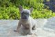 French Bulldog Puppies for sale in 56201 Co Rd 342, Bigfork, MN 56628, USA. price: NA