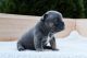 French Bulldog Puppies for sale in Havre De Grace, MD 21078, USA. price: NA