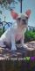 French Bulldog Puppies for sale in North Miami Beach, FL, USA. price: $2,500