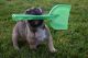 French Bulldog Puppies for sale in Roseburg, OR, USA. price: $3,500