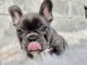 French Bulldog Puppies for sale in Florida, MA, USA. price: $1,500