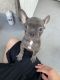 French Bulldog Puppies for sale in Dayton, OH, USA. price: $840