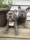 French Bulldog Puppies for sale in Milwaukee, WI, USA. price: $5,000