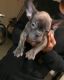French Bulldog Puppies for sale in Michigan City, IN, USA. price: NA