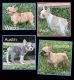 French Bulldog Puppies for sale in Enoree, SC 29335, USA. price: NA