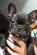 French Bulldog Puppies for sale in Kenner, LA, USA. price: NA