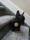 French Bulldog Puppies for sale in Irving, TX, USA. price: $820