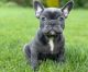 French Bulldog Puppies for sale in Birmingham, AL, USA. price: $600