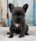 French Bulldog Puppies for sale in Kent, WA 98032, USA. price: NA