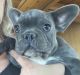 French Bulldog Puppies for sale in Lewis, CO 81327, USA. price: NA