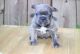 French Bulldog Puppies for sale in Pasadena, TX 77505, USA. price: NA