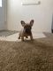 French Bulldog Puppies for sale in Strathmore, CA 93267, USA. price: NA