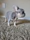 French Bulldog Puppies for sale in Oakland, CA, USA. price: NA