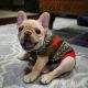 French Bulldog Puppies for sale in Princeton, NJ 08540, USA. price: $700