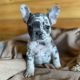 French Bulldog Puppies for sale in Hialeah, FL 33010, USA. price: $1,000