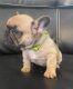 French Bulldog Puppies for sale in Borger, TX 79007, USA. price: NA