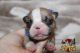 French Bulldog Puppies for sale in Conroe, TX, USA. price: $3,500