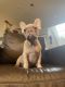 French Bulldog Puppies for sale in Pembroke Pines, FL, USA. price: NA